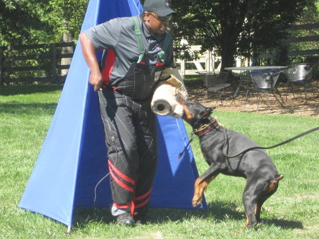 Mid Central Working Doberman Club